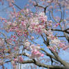 早朝の枝垂桜