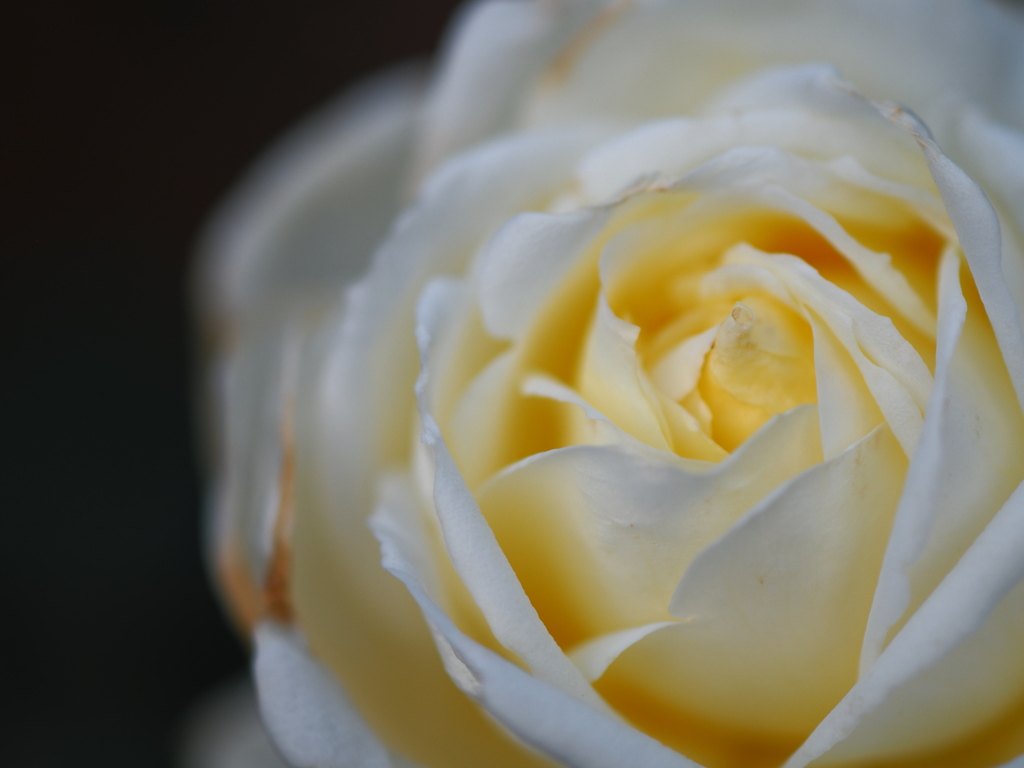 旧古河庭園　秋の薔薇②