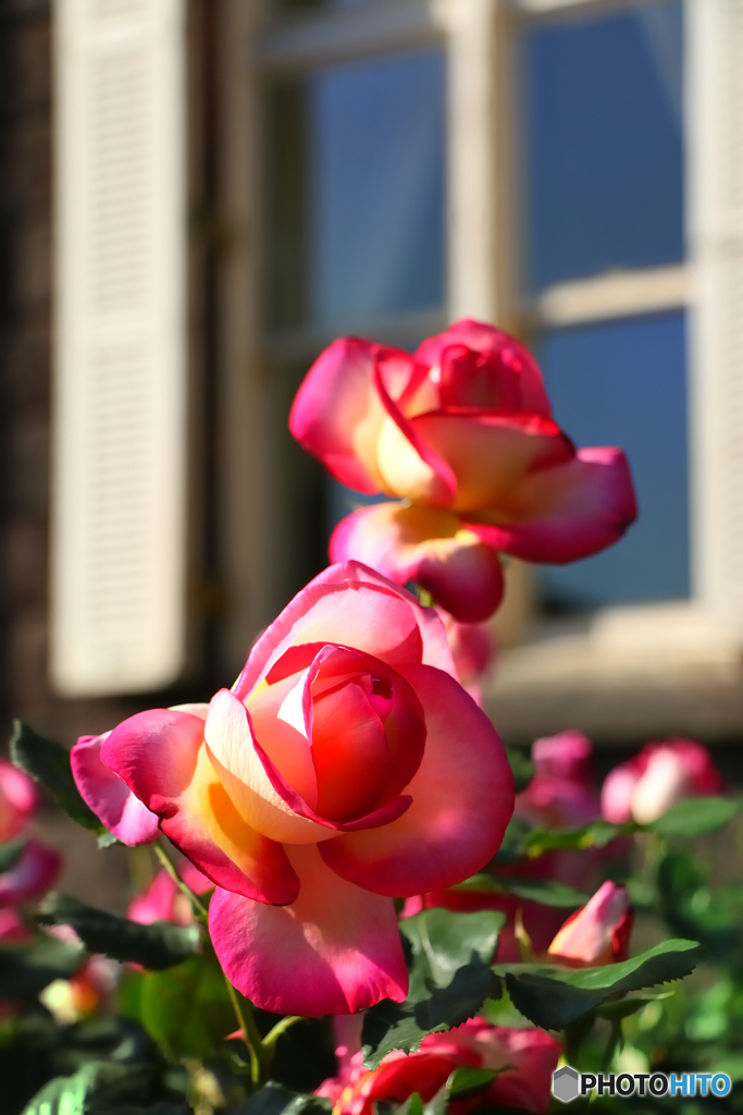 旧古河庭園　薔薇