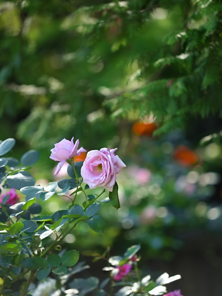 薔薇の園