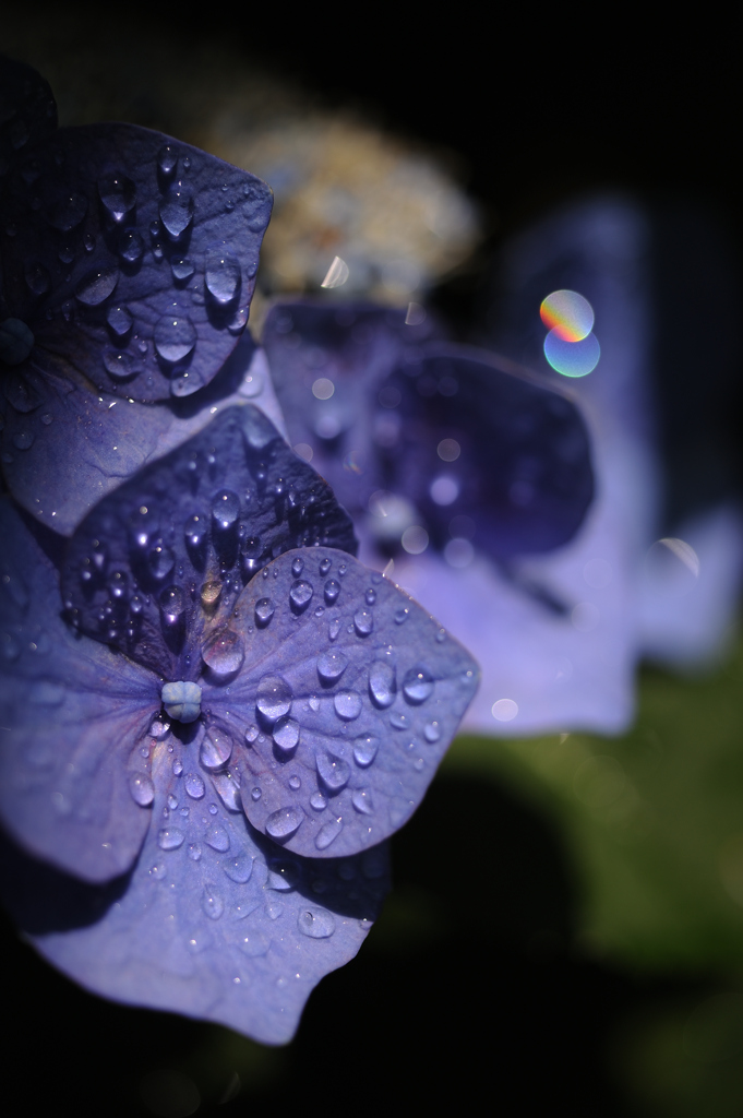 雨の後　紫陽花