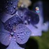 雨の後　紫陽花