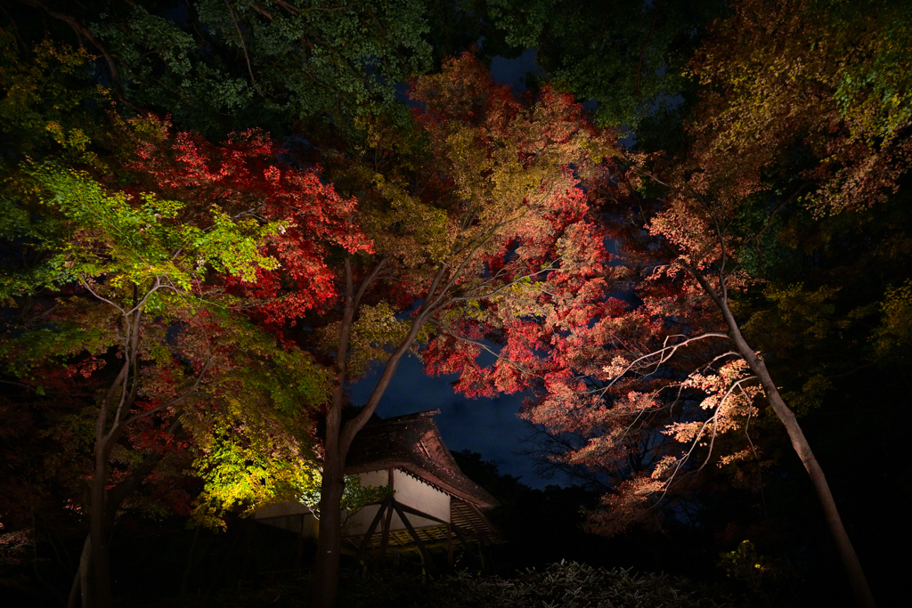 177　六義園　夜景