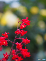 赤い花