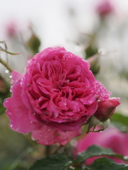 赤い薔薇、雨に濡れて