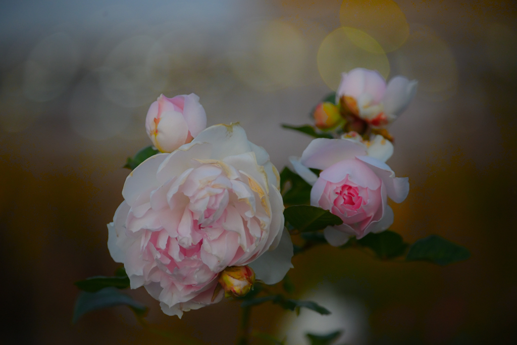 169　冬の淡い光の中で