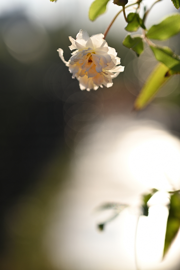 五月の白薔薇
