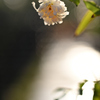 五月の白薔薇