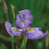 土手に咲く菖蒲