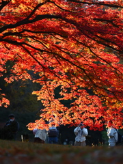 紅葉に夢中