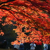 紅葉に夢中