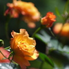 オレンジ色の薔薇