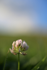 8月の空とシロツメクサ