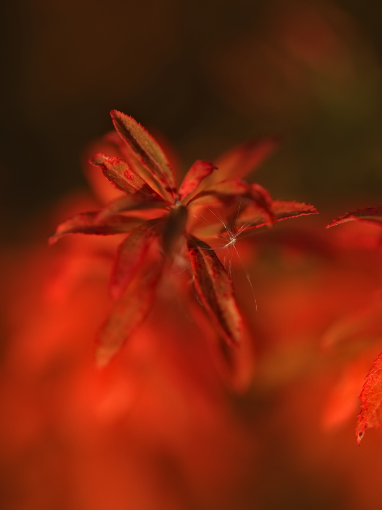 193　赤く燃えて