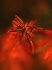 193　赤く燃えて