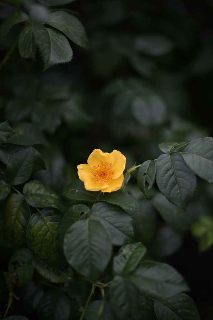 密かに花一輪