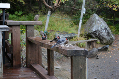 山小屋の食事風景