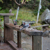 山小屋の食事風景