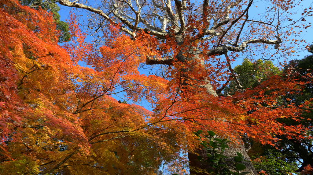 189　日比谷公園はまだ秋②