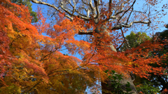 189　日比谷公園はまだ秋②