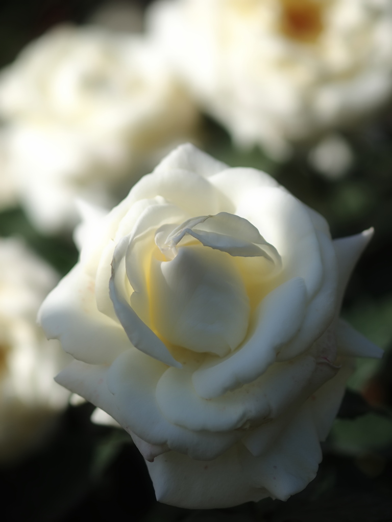 白薔薇の影