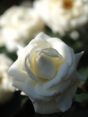白薔薇の影