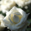 白薔薇の影