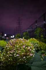 夜の花