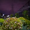 夜の花