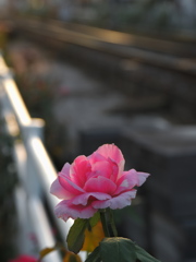 路傍の薔薇