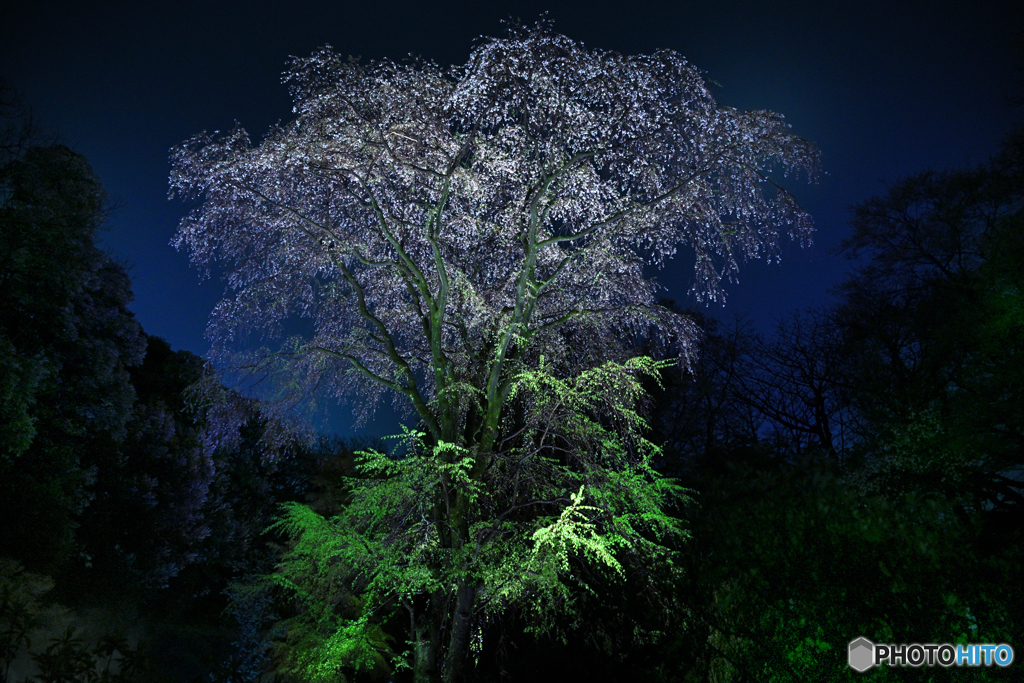 六義園　妖艶な夜桜