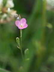 草原の中のピンクの花