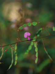 秋の小さな花