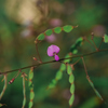 秋の小さな花