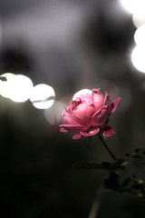 ★139　秋の赤い薔薇