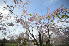 羽ばたく枝垂桜