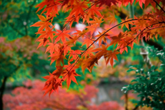 京都の秋