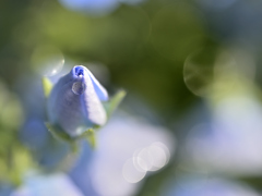 雨のやんだ朝に③