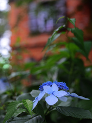 レンガ造りと紫陽花