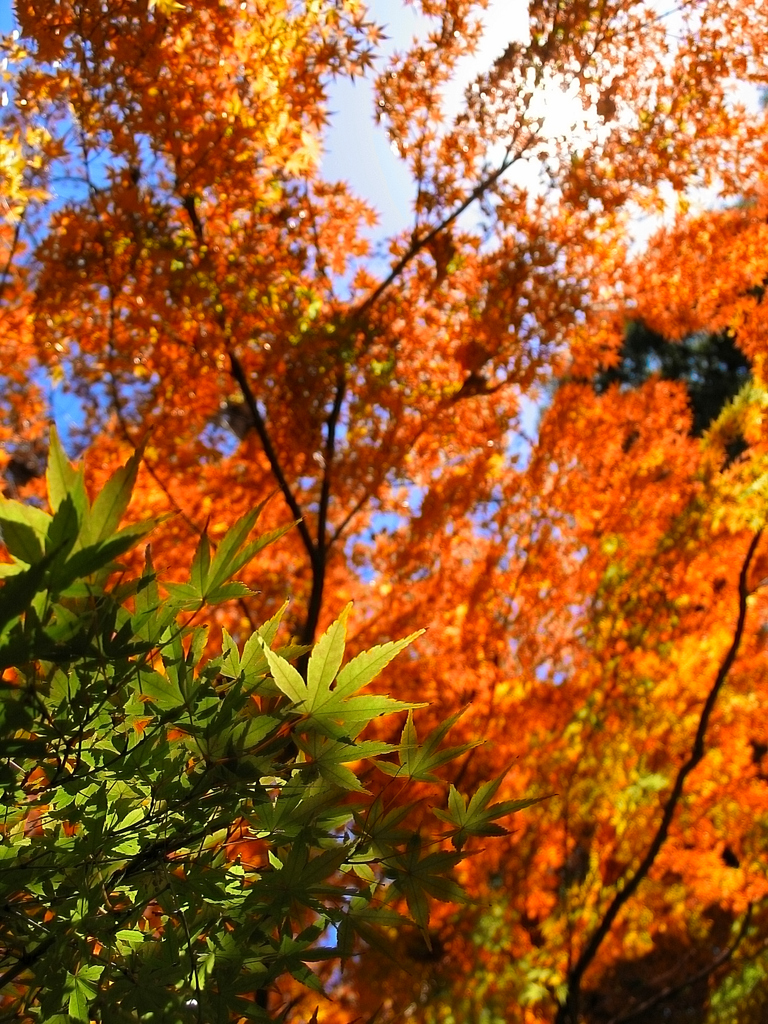 燃える色彩