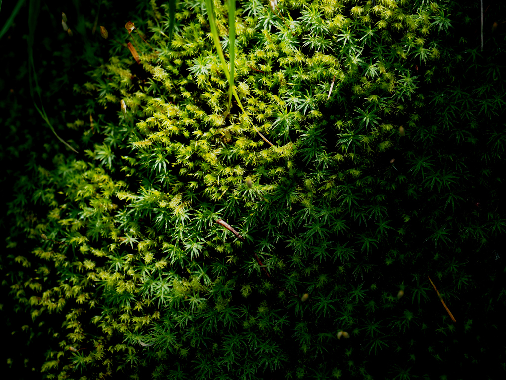 北八ヶ岳　苔の輝き