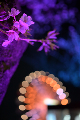 夜桜と光