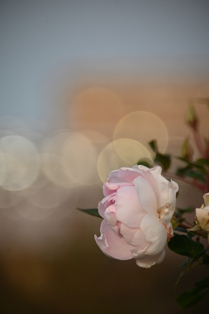 179　12月の薔薇