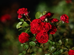 夏の赤い薔薇