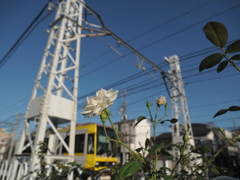 秋風にそよぐ白き薔薇