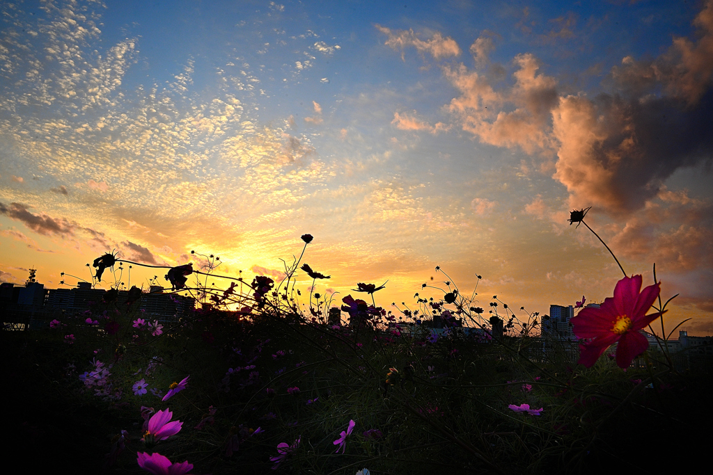 156　夕空と秋桜
