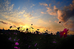 156　夕空と秋桜