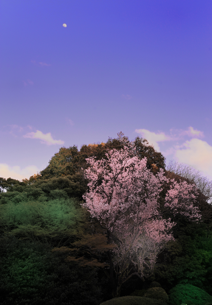 ★月と桜