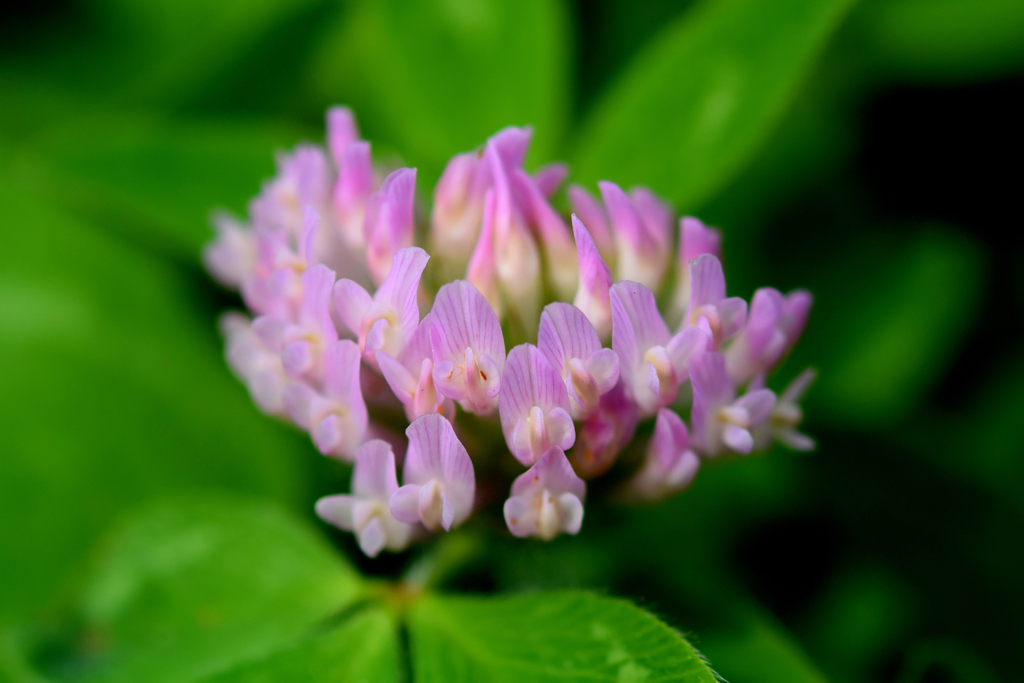花びらの赤ちゃん