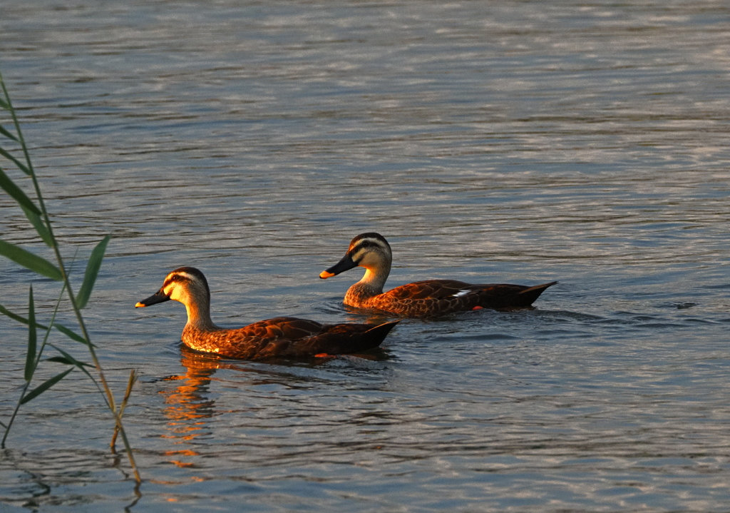 お家へ帰りましょ